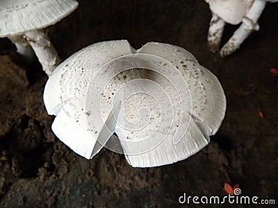 Large edible fully matured Mushrooms grown in my garden Stock Photo